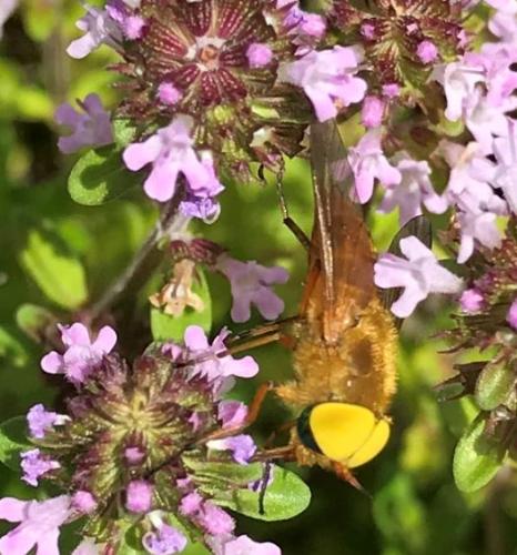 Atylotus fulvus